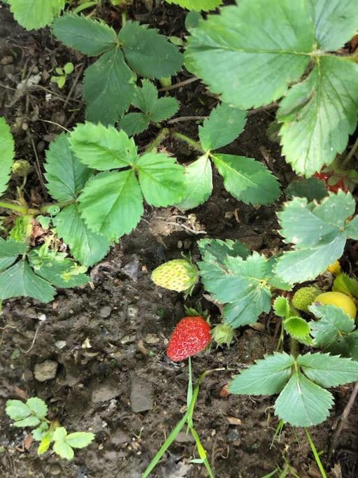 Finca Arep Alquiler Integro 6 Les Planes Les Planes d'Hostoles Esterno foto